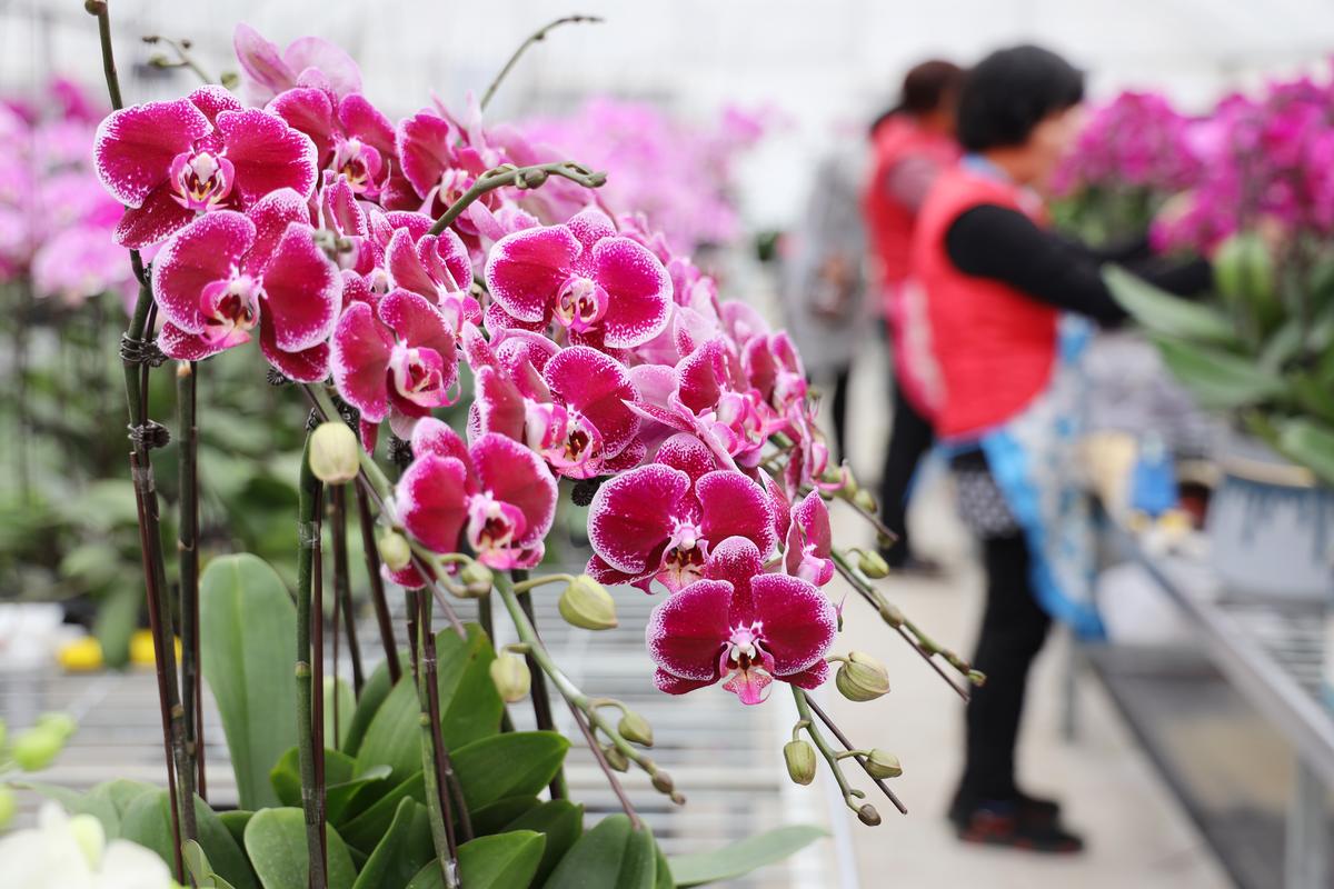 江苏镇江:规模化花卉种植促就业