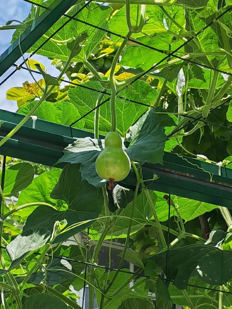 花是诗和远方,菜是人间烟火#自己种的纯天然的绿色蔬菜 #小菜