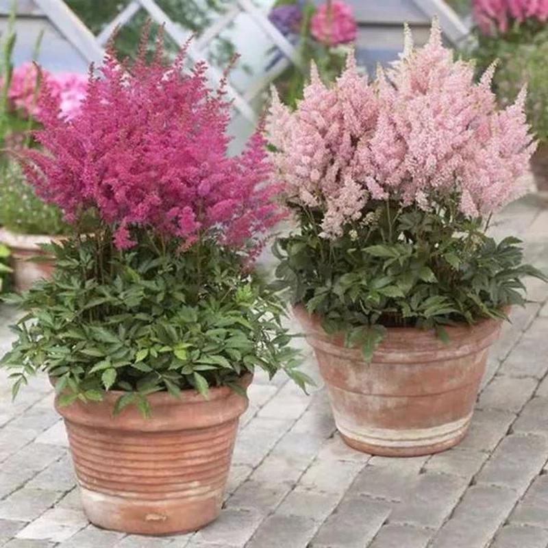 花草种植# 洗衣粉居然也能养花,驱虫杀虫效果一级棒,花儿不生虫,越长
