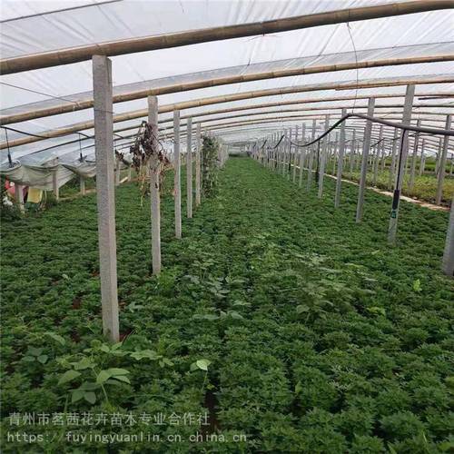国庆菊价格,九月菊价格,山东菊花种植报价图片_高清图-青州市茗茜花卉