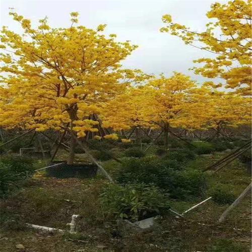 多花风铃木产地报价 黄花风铃木基地种植|价格|厂家|多少钱-全球塑胶