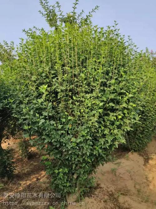 " 随着产品的,宜良鑫汇种植专业合作社郗建飞说他今年培植的大花蕙兰