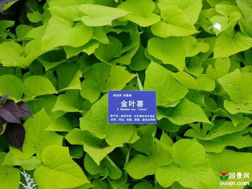 金叶薯价格=金叶薯种植基地=金叶薯供应商-山东花卉基地