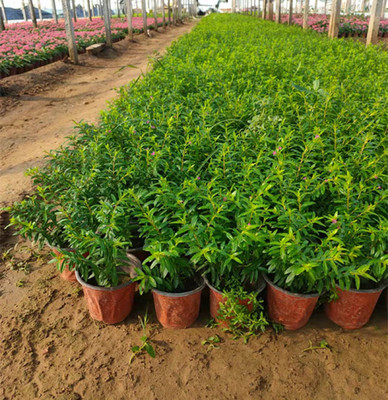 细叶萼距花种植基地 袋装满天星工程苗 三江花卉产地供应
