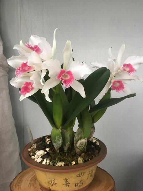 家庭种植的花卉有哪些(适合家庭养殖的花卉排行)