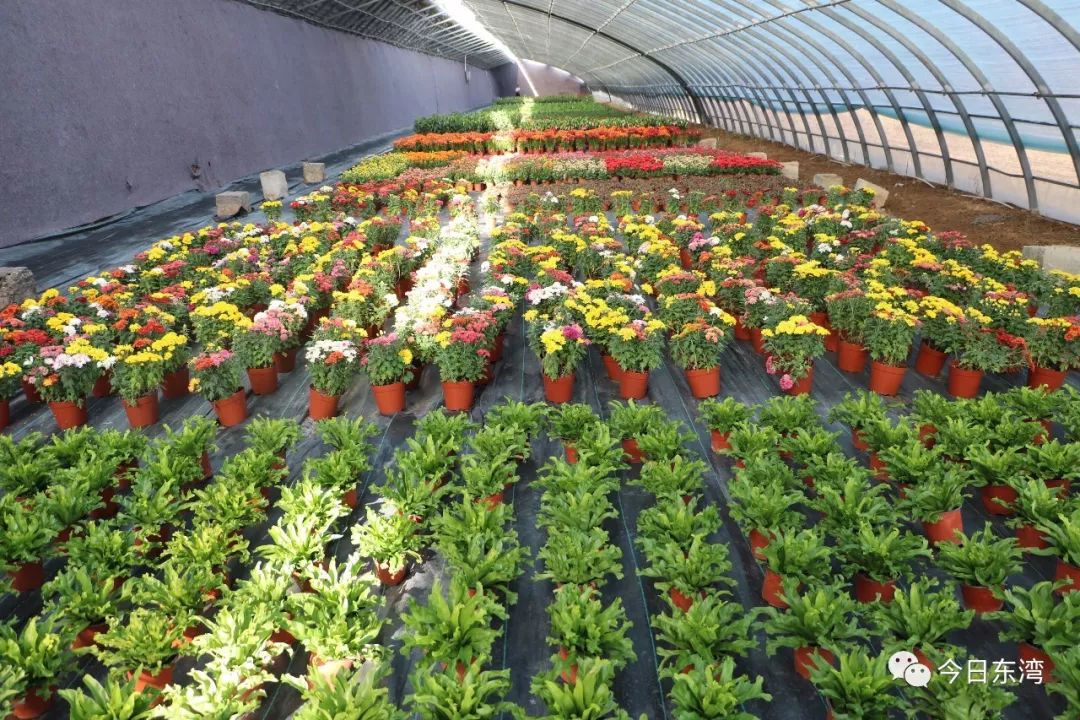 花卉越地种植成功啦 &mdash;&mdash;靖远泓源种植养殖农民专业合作社探索发展花