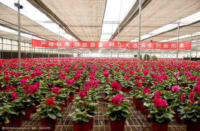 花卉花盆种植图片