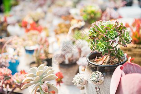 种植花园图片